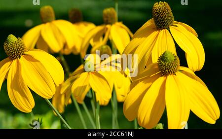 Rudbeckia laciniata Herbston Autumn Sun ou Green Eyed Coneflower Herbston comme la plus haute Daisy sur un pré dans une belle lumière de coucher de soleil. Banque D'Images