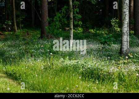 Fleurs sauvages blanches de Claytonia sibirica dans une forêt ombragée Banque D'Images