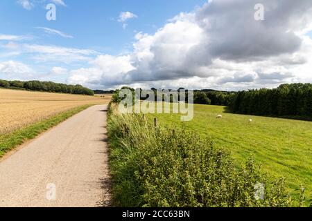 Une voie tranquille de Cotswold près du village de Shipton Oliffe, Gloucestershire Royaume-Uni Banque D'Images