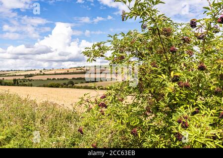 Les baies de sureau mûrissent dans un paysage ouvert et vallonné de champs récoltés dans le Cotswold en août près du hameau de Hampen, Gloucestershire Royaume-Uni Banque D'Images