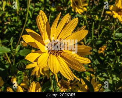 abeille collectant le pollen d'un tournesol vivace Banque D'Images