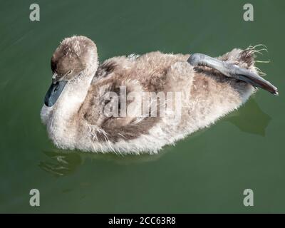 gros plan d'un jeune cygne Banque D'Images