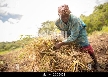 Un réfugié du Sud-Soudan libère des terres pour l'agriculture dans un champ situé à l'extérieur de l'établissement de réfugiés de Palabek, dans le nord de l'Ouganda, en Afrique de l'est. Banque D'Images