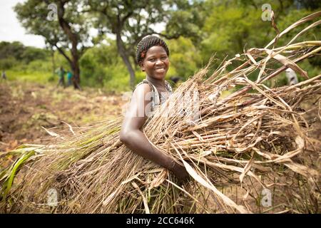 Un réfugié du Sud-Soudan libère des terres pour l'agriculture dans un champ situé à l'extérieur de l'établissement de réfugiés de Palabek, dans le nord de l'Ouganda, en Afrique de l'est. Banque D'Images