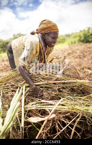 Un réfugié du Sud-Soudan libère des terres pour l'agriculture dans un champ situé à l'extérieur de l'établissement de réfugiés de Palabek, dans le nord de l'Ouganda, en Afrique de l'est. Banque D'Images