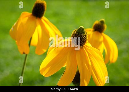 Rudbeckia laciniata Herbston Autumn Sun ou Green Eyed Coneflower Herbston comme la plus haute Daisy sur un pré dans une belle lumière de coucher de soleil. Banque D'Images