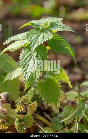Ortie (Urtica dioica) en automne Banque D'Images