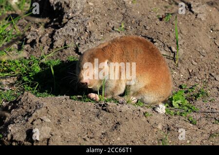Un rat mole du Cap dune (Bathyergus suillus) à l'île d'Intaka, au Cap, province occidentale, Afrique du Sud. Banque D'Images