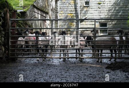 Moutons dans la ferme de Keswick. English Lake District Banque D'Images