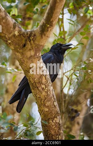 Corbeau à gros bec - Corvus macrorhynchos, gros corbeau noir provenant de forêts et de terres boisées asiatiques, Sri Lanka. Banque D'Images