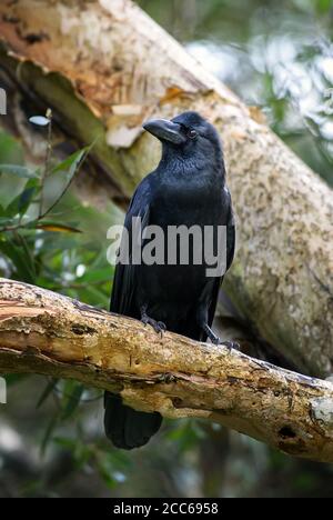 Corbeau à gros bec - Corvus macrorhynchos, gros corbeau noir provenant de forêts et de terres boisées asiatiques, Sri Lanka. Banque D'Images