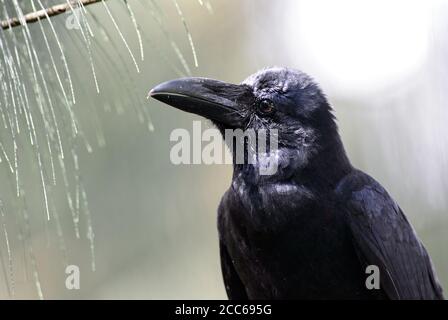 Corbeau à gros bec - Corvus macrorhynchos, gros corbeau noir provenant de forêts et de terres boisées asiatiques, Sri Lanka. Banque D'Images