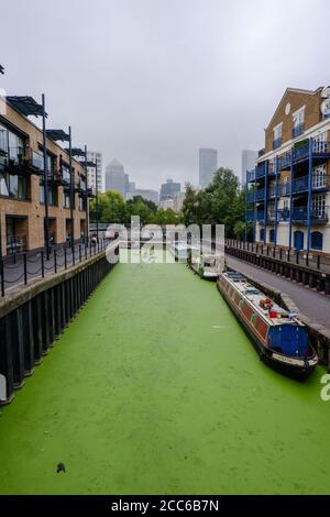 Les algues bleu-vert dans le bassin de Limehouse dans l'est de Londres est un Port de plaisance des Docklands et aménagement de logements résidentiels dans le Borough of Tour Hamlets Banque D'Images