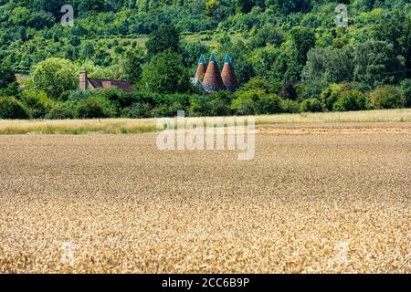 Champs de blé près de Shoreham dans le Kent, Angleterre Banque D'Images