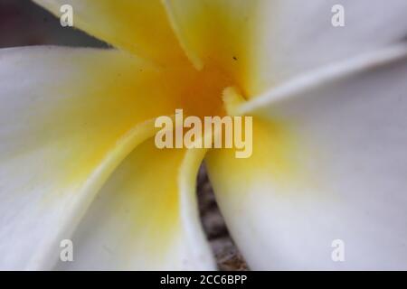 Fleur de Bali frangipani de couleur jaune et pétales blancs la photo avec objectif macro Banque D'Images