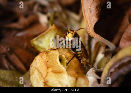 Gros plan d'un hornet européen, Vespa crabro. Moraillon sur une vieille pomme dans un tas de compost. Hornet est de plus en plus courant aux pays-Bas. Banque D'Images