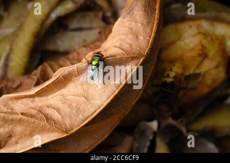 Gros plan de la mouche verte commune, mouche de coup, Lucilia sericata sur un tas de compost. Sur une vieille feuille d'arbre brune. Bluebottle ou carrion mouche, les larves vivant Banque D'Images