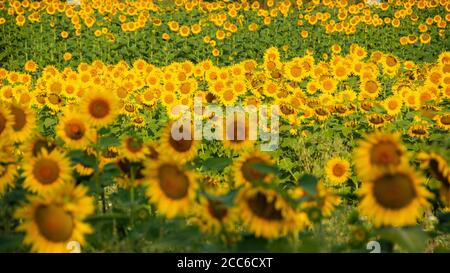 Champ de tournesol le matin Banque D'Images