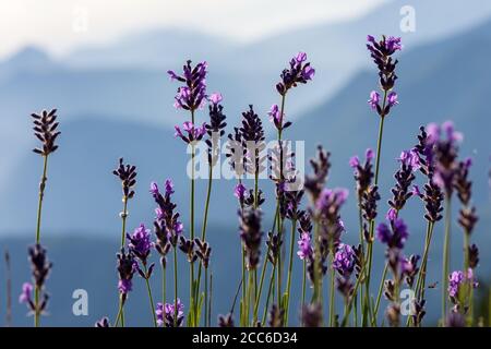 Fleurs sauvages de lavande avec des montagnes en arrière-plan, Hautes-Alpes, France Banque D'Images