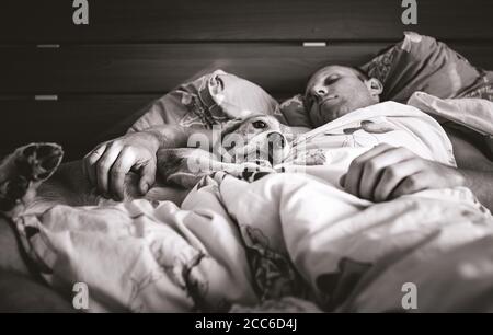 Beagle chien dormir dans le lit avec son propriétaire noir et image blanche Banque D'Images