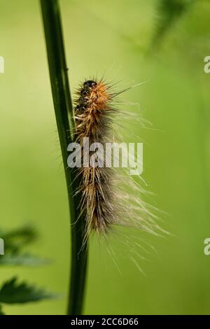 Tiger Moth caterpillar, Arctia caja Banque D'Images