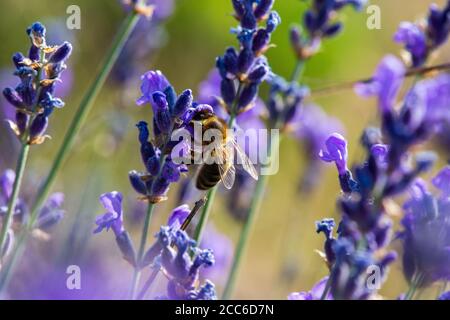 Abeilles fourragent des fleurs de lavande sauvages, Hautes-Alpes, France Banque D'Images