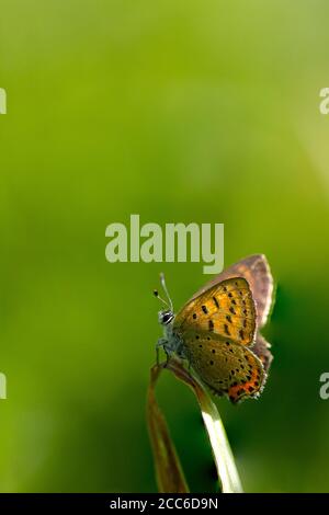 Papillon en cuivre violet (Lycaena helle) sur l'herbe Banque D'Images