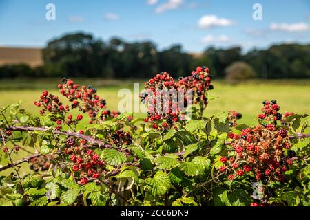 BlackBerry buissons dans la campagne du Sussex sur une tard ensoleillée jour de summers Banque D'Images