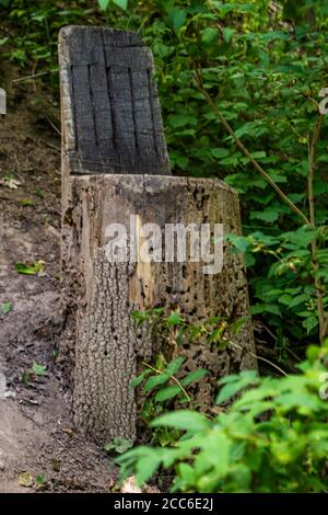 Chaise en bois fabriquée à partir de la souche d'un arbre dans la forêt de Bluffs à Scarborough, Ontario, Canada Banque D'Images