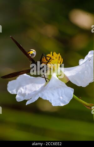 abeille recueillant le miel des fleurs d'eau blanche. Banque D'Images