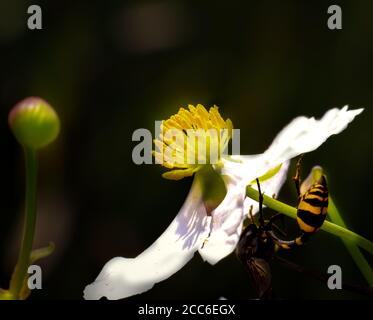 abeille recueillant le miel des fleurs d'eau blanche. Banque D'Images