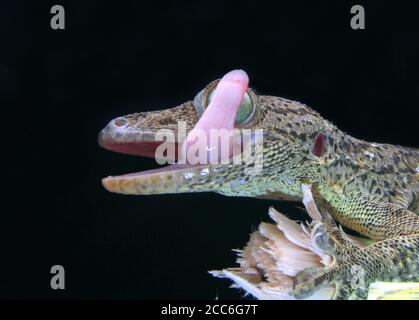 Gecko aux yeux verts, Gekko smithii, Banque D'Images
