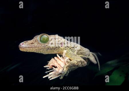Gecko aux yeux verts, Gekko smithii, Banque D'Images