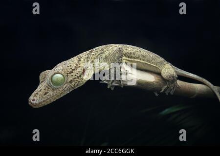 Gecko aux yeux verts, Gekko smithii, Banque D'Images