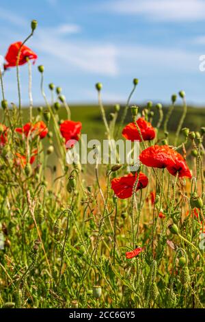 Des coquelicots dans la campagne du Sussex, à côté des terres agricoles, le jour d'été ensoleillé Banque D'Images