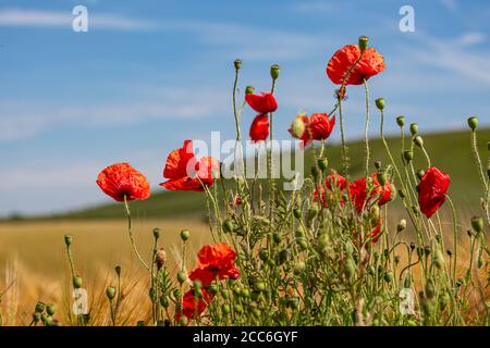 Des coquelicots dans la campagne du Sussex, à côté des terres agricoles, le jour d'été ensoleillé Banque D'Images