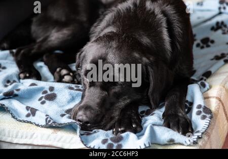 Un Labrador noir retriever dormant sur un lit de chien couvert d'une couverture. Banque D'Images