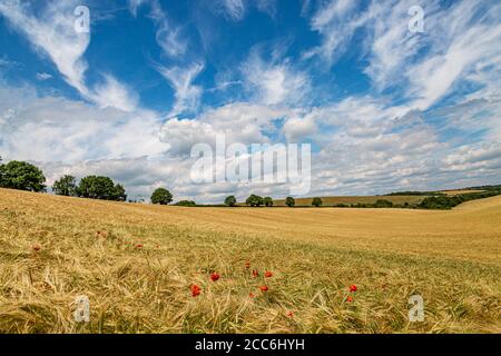 Un paysage agricole d'été vu du long des South Downs Chemin dans Sussex Banque D'Images