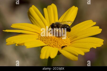 Nectaring d'abeilles sur la pâquerette de la couronne jaune, Glebionis coronarium Banque D'Images