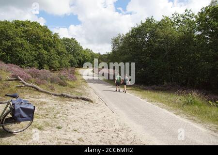 Paysage de dunes. Piste cyclable avec des randonneurs dans les dunes hollandaises du Nord de la Hollande près du village touristique de Bergen. L'été avec la bruyère fleurie Banque D'Images