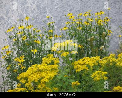 Les fleurs jaunes de ragwort et de rudbeckia (coneflow) qui poussent au bord de l'eau sur le Loch Faskally sous la lumière du soleil d'été. Banque D'Images