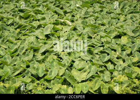 Épaississement de plantes de marais. Gros plan des feuilles froissées de Bog Arum ou Calla palustris. Arrière-plan Banque D'Images