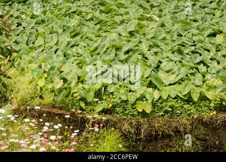 Rive de la rivière avec des épaississants de plantes de marais. Gros plan des feuilles froissées de Bog Arum ou Calla palustris. Banque D'Images