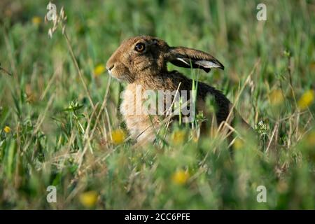 Lièvre brun assis au milieu de l'herbe longue et des fleurs sauvages Banque D'Images