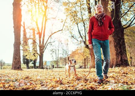 Un homme avec un chien beagle se promègne ensemble dans le parc d'automne Banque D'Images