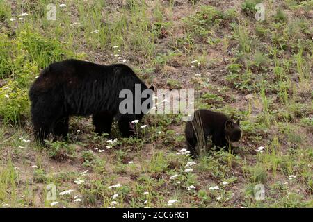 Amérique du Nord; États-Unis; Alaska; drainage du Yukon; faune; Ours noir américain; Ursus americanus; été; adulte et cub Banque D'Images
