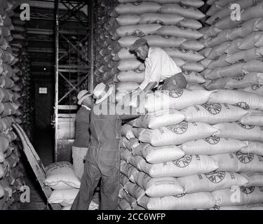 ANNÉES 1940 TROIS HOMMES AFRO-AMÉRICAINS NON IDENTIFIÉS TRAVAILLANT DANS DES ENTREPÔTS GERANT GROS LOURD SACS DE RIZ STUTTGART ARKANSAS USA - I3535 PUN001 HARS RISQUE AGRICULTURE B&W GANG COMPÉTENCES MÉTIER EMPILEMENT DE FORCE AFRO-AMÉRICAINS AFRO-AMÉRICAIN ARKANSAS PROGRÈS À BAS ANGLE NOIR ETHNICITÉ D'OPPORTUNITÉ PROFESSIONS NON IDENTIFIÉ CONCEPT SACS ENTREPÔT MI-ADULTE MI-ADULTE HOMME EMPILAGE STOCKAGE AFRO-AMÉRICAINS À L'ANCIENNE, NOIRS ET BLANCS Banque D'Images