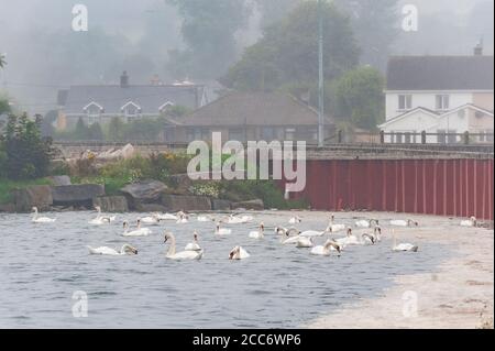 Clonakilty, West Cork, Irlande. 19 août 2020. Les cygnes se rencontrent à Clonakilty, devant Storm Ellen et un avertissement de vent rouge met Éireann pour le comté de Cork. Crédit : AG News/Alay Live News Banque D'Images