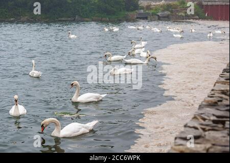 Clonakilty, West Cork, Irlande. 19 août 2020. Les cygnes se rencontrent à Clonakilty, devant Storm Ellen et un avertissement de vent rouge met Éireann pour le comté de Cork. Crédit : AG News/Alay Live News Banque D'Images