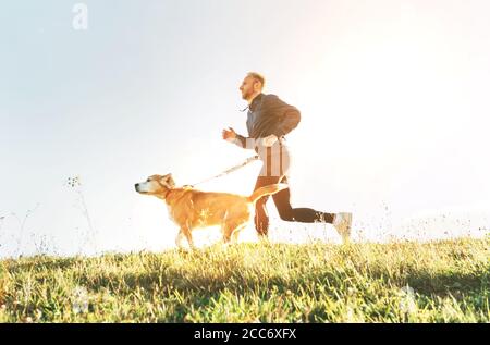 L'homme court avec son chien beagle. Exercice de Canicross le matin Banque D'Images